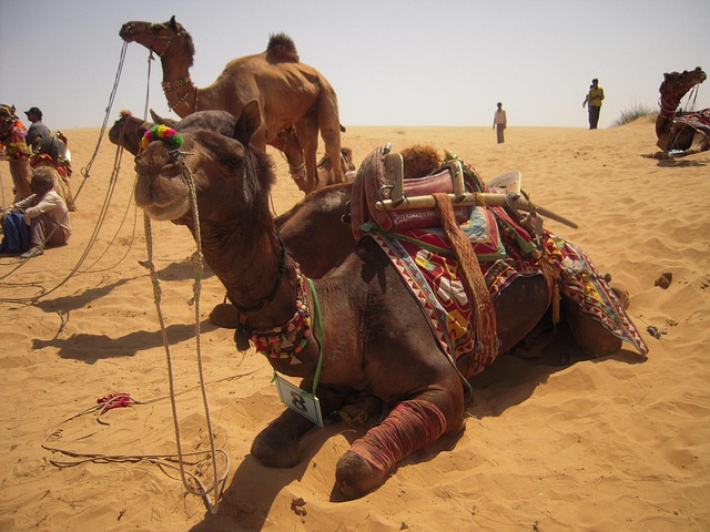 The Golden City Tour: Jaisalmer, Bikaner & Jodhpur