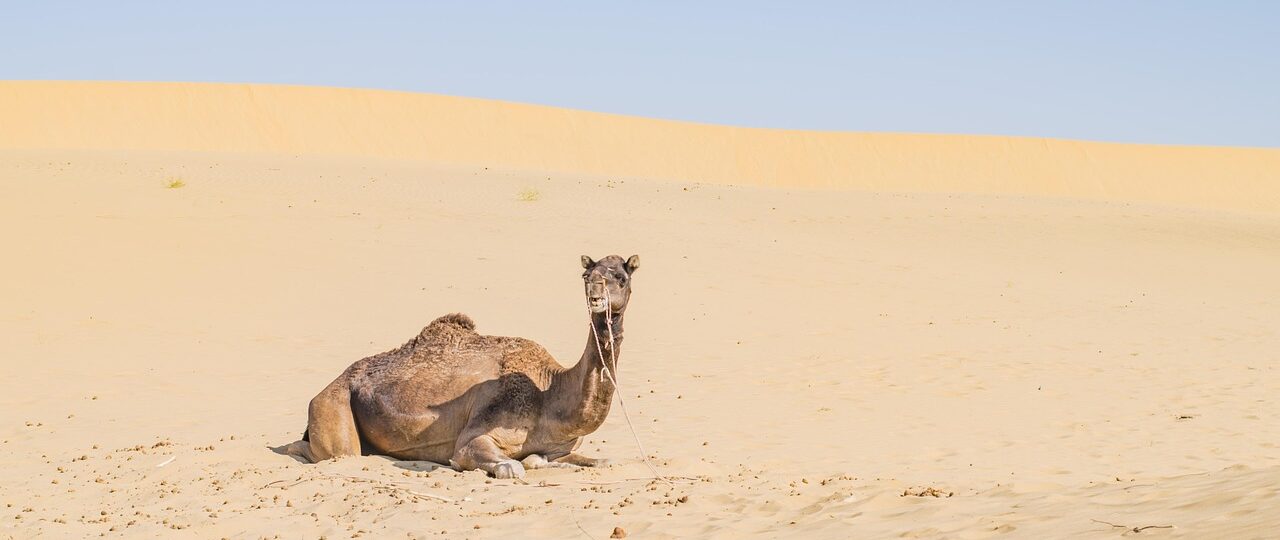 Colors of the Desert: A Journey Through Rajasthan’s Vibrant Culture