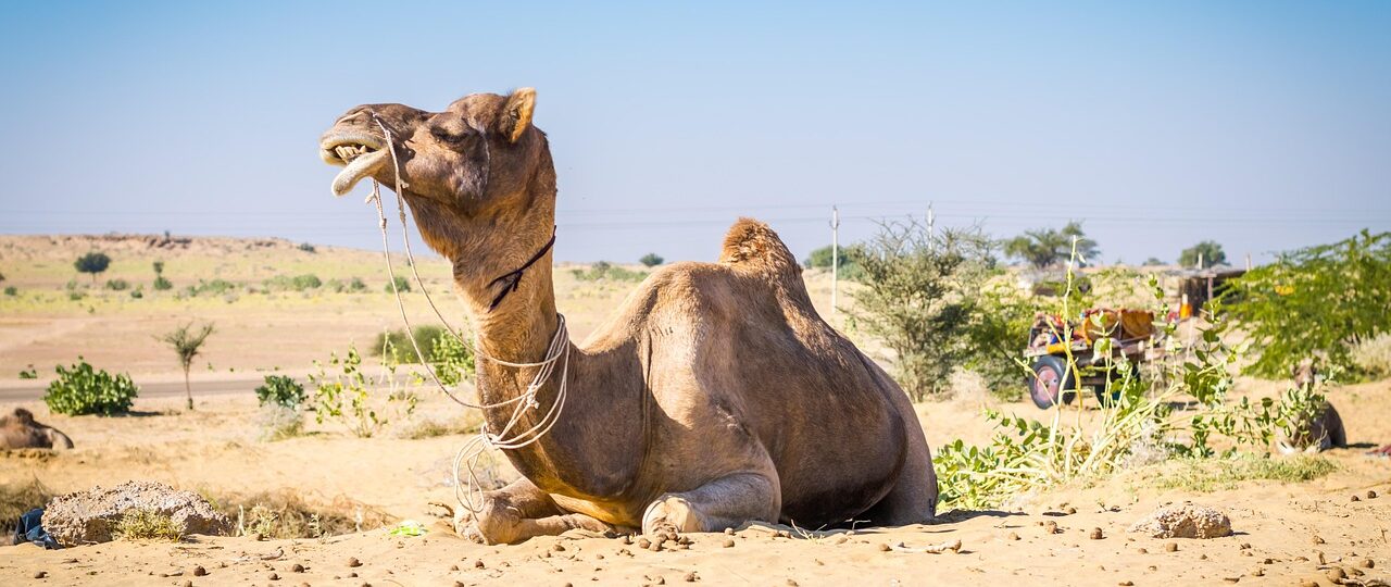 Complete Beautiful Rajasthan Tour