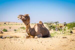Complete Beautiful Rajasthan Tour