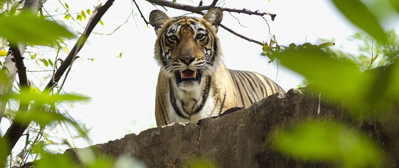 Jaipur & Ranthambore Wildlife Tour