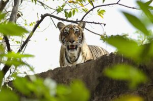 Jaipur & Ranthambore Wildlife Tour